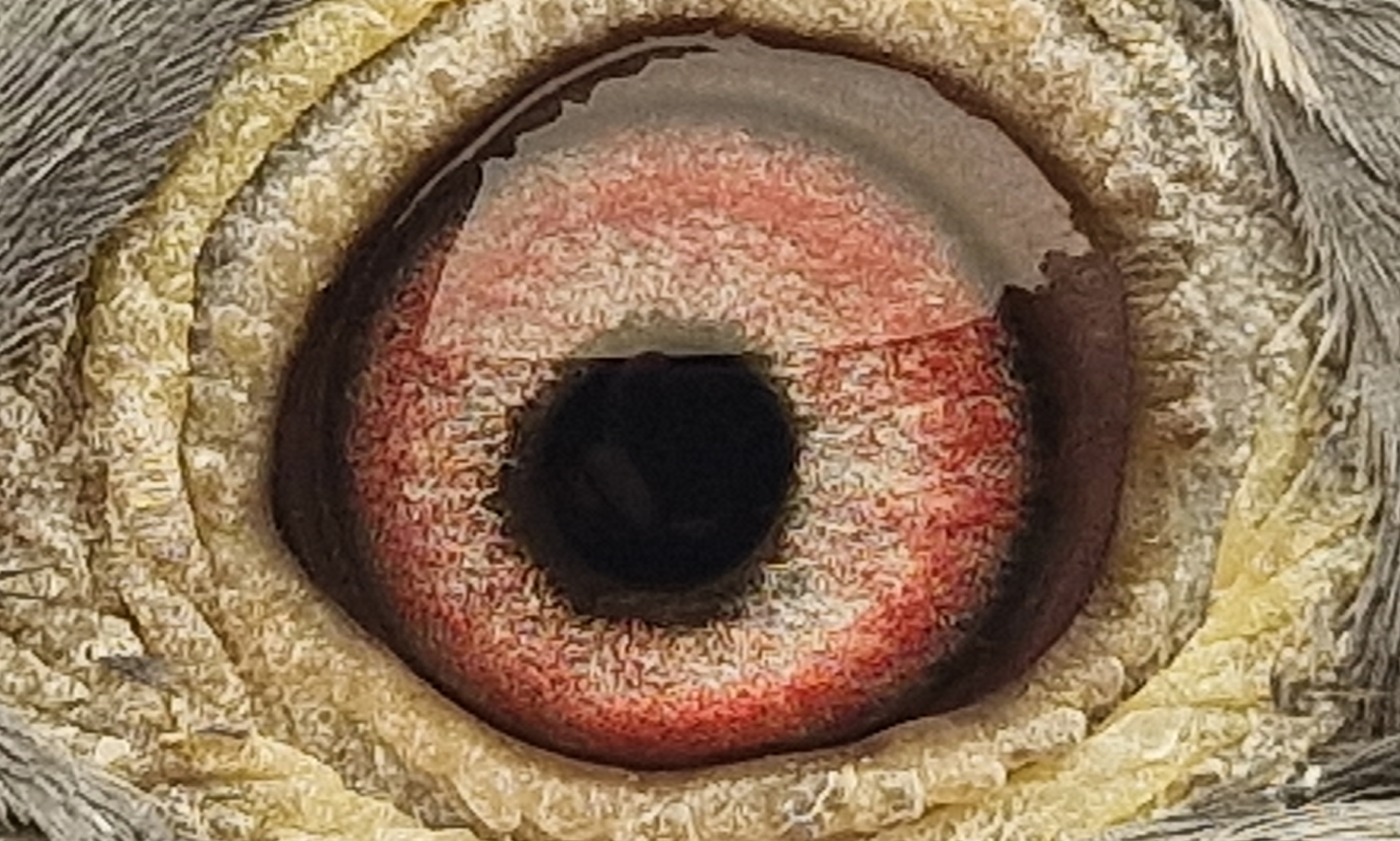 Pigeon eye
